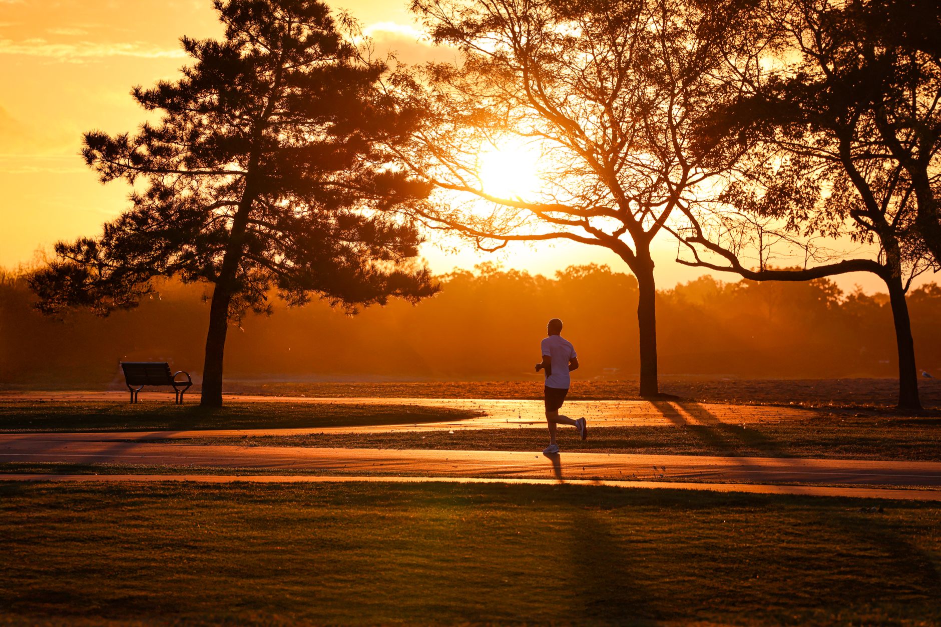A runner on a tree-lined path at sunrise